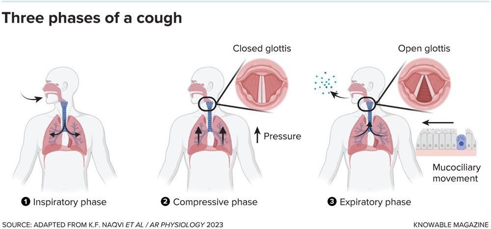 A cough, whether initiated reflexively by sensory neurons in the airway or volitionally, requires three steps. It begins with a quick inhale. That’s immediately followed by closing the glottis at the back of the throat, which allows pressure to build in the lungs. Finally, the glottis opens and releases a high-speed burst of air, along with any particles caught up in the action.