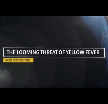 The looming threat of yellow fever