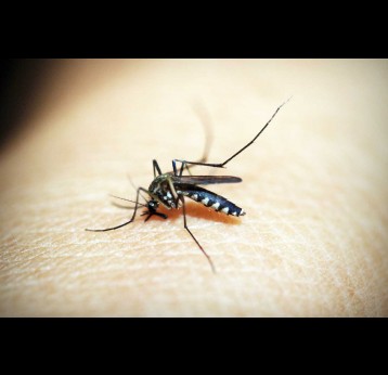 How COVID-19 may have increased dengue infections in Thailand and Singapore