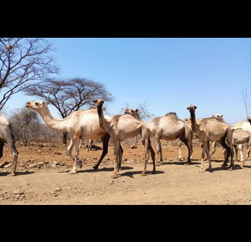 Camel herders prepare for the long border crossing into Ethiopia in search of water and pasture