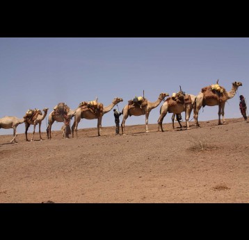 Caravan of Camel mobile clinic heading toward Latakweny village in Baragoi, Samburu County