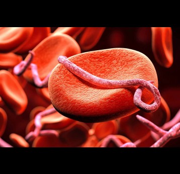 Red blood cells infected with Ebola virus