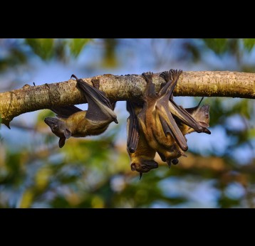 Fruit bats who carry the virus