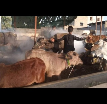 A cattle colony in Karachi. Photo credit: Saadeqa Khan