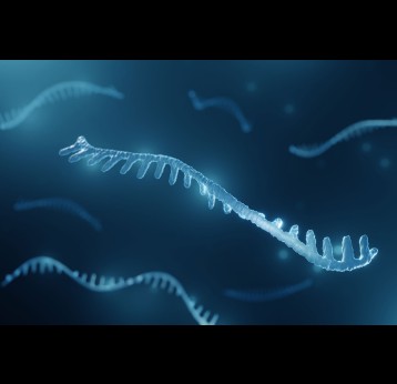RNA strand – 3D illustration.