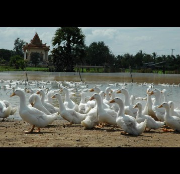 Cambodian health authorities have confirmed that there is no human-to-human transmission of bird flu following news of a man and his daughter getting infected. Copyright: Lorrie Graham/AusAID. (CC BY 2.0). This image has been cropped.