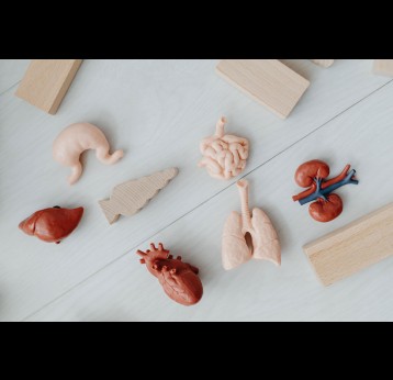 Models of organs. Credit: Karolina Grabowska on Pexels