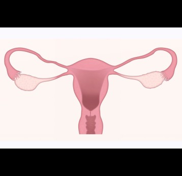 Uterus, cervix and ovaries. Credit: LJNovaScotia from Pixabay