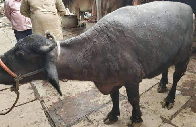 A buffalo infected by Lumpy Skin Disease in Karachi. Photo credit: Saadeqa Khan