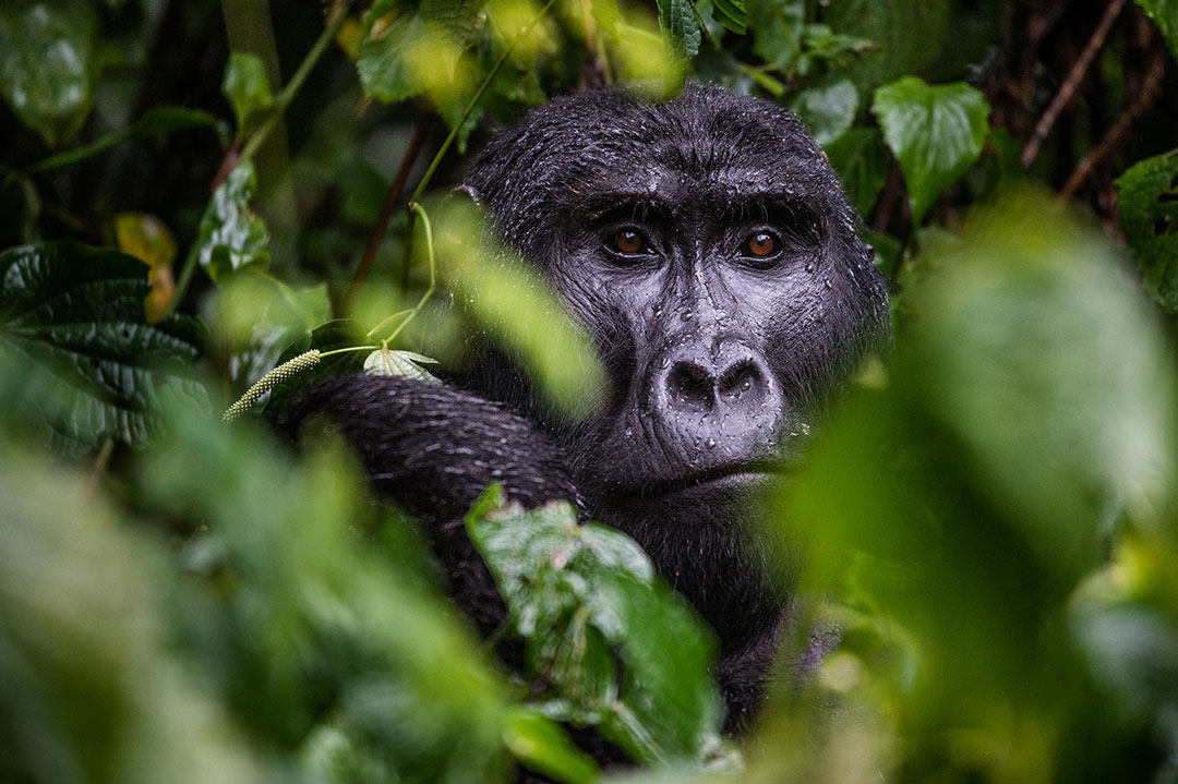 Adult Black gorilla. Photo by Jo Anne McArthur
