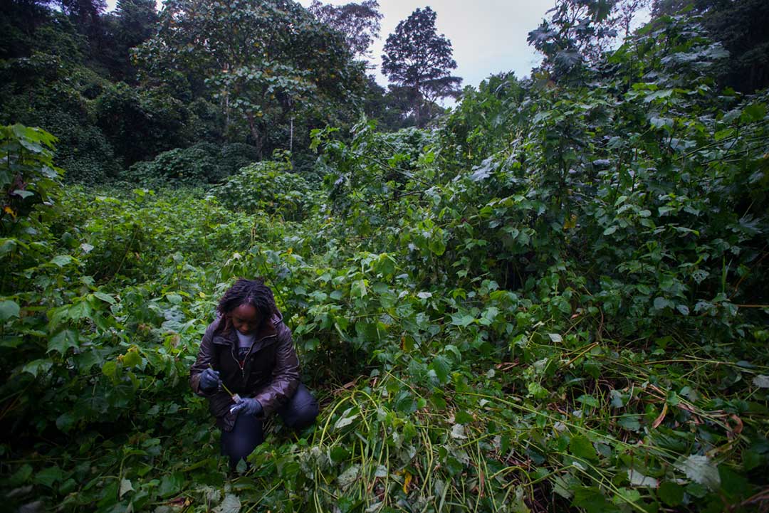 Dr Gladys collecting fecal samples from Habinyanja gorilla group. Photo by Jo Anne McArthur