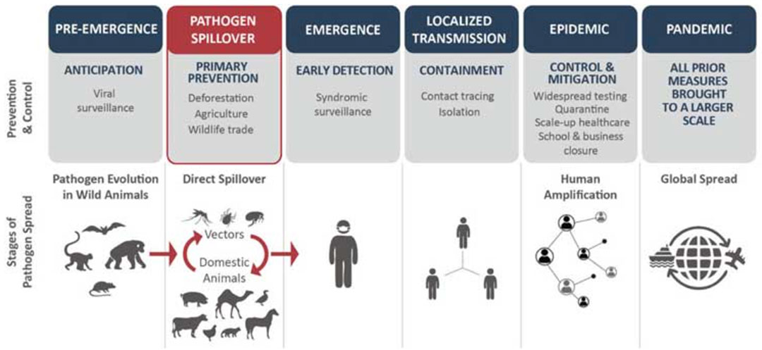 The World Health Organization identifies five phases of disease transmission to which the study researchers have added a sixth: pathogen spillover (in red). Image courtesy of Aaron S. Bernstein et al.