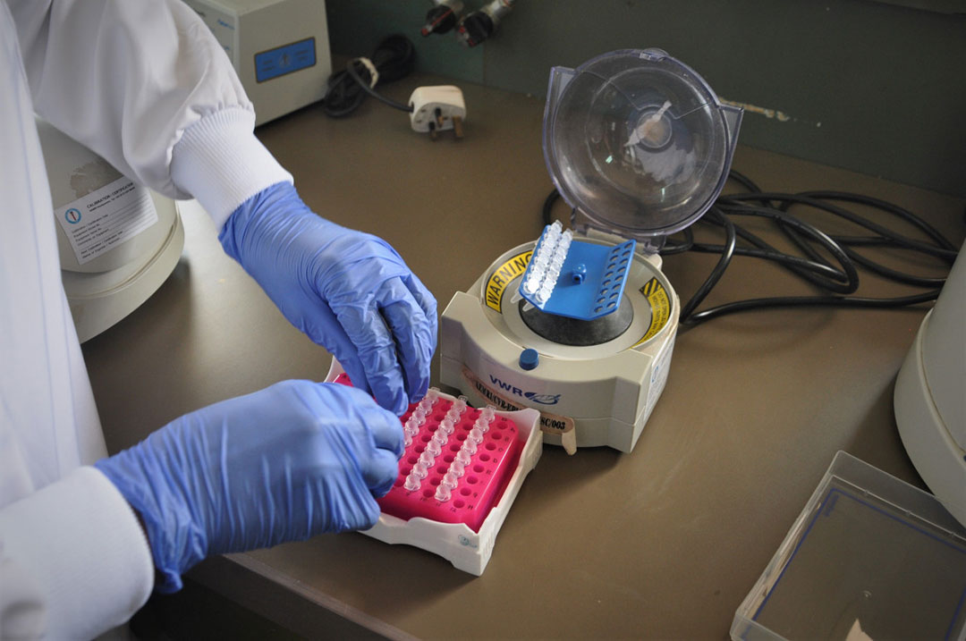 Agnes Chepkurui, a lab technologist, preparing samples to determine what kind of poliovirus is present in the sample. Photo credit: WHO/L. Dore