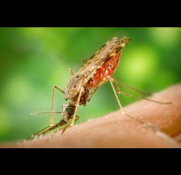 Malaria vaccine takes first steps towards market