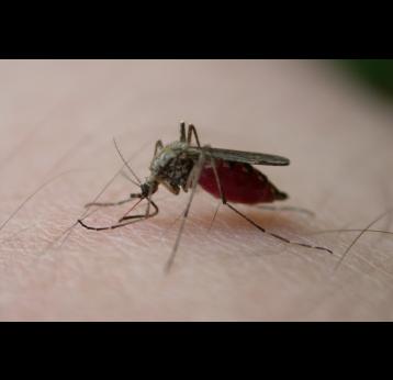 New promise of a malaria vaccine