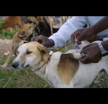 Vaccinating domestic dogs is a successful and cost-effective way to prevent rabies in dogs. Sarah Cleaveland