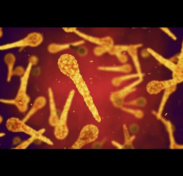 Clostridium tetani, bactérie pathogène responsable du tétanos – Illustration en 3D