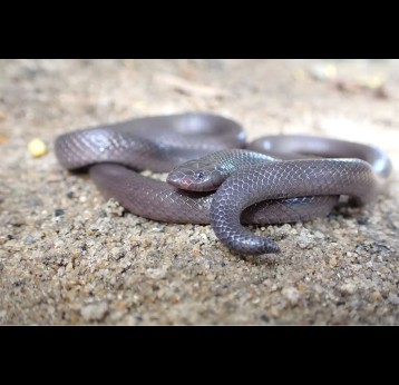 The Stiletto Snake is one of the species found in Mozambique. extinctorshy.org - Ali Puruleia