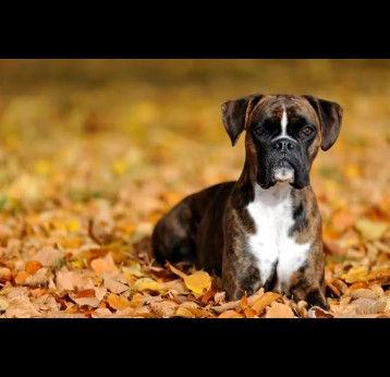 Identified in boxer dogs in 1984, the parasite Neospora caninum is harmless to humans, yet has been shown to be effective against tumour cells in mice. Credit: Shutterstock