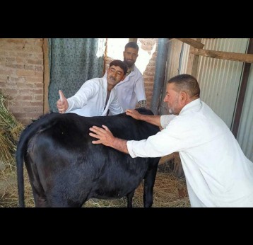 A group of veterinarians vaccinate a cow against lumpy skin disease. Credit: Nasir Yousufi