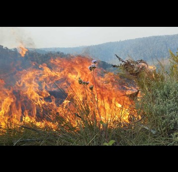 Madagascar connait une recrudescence des feux de brousse. Crédit : Rivonala Razafison