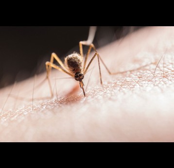 Close up shot of a mosquito. Photo by Jimmy Chan by Pexels