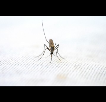 Close-up view of mosquito. Photo by Pragyan Bezbaruah: from Pexels