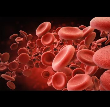 The red blood cells were made by extracting stem cells from a blood sample. Credit: Phonlamai Photo/ Shutterstock