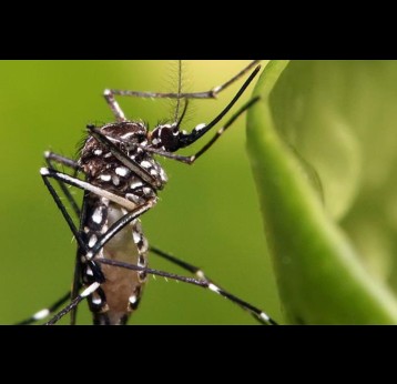 The Aedes aegypti mosquito transmits viruses like dengue, Zika and chikungunya. Photo by Muhammad Mahdi Karim, GFDL 1.2, via Wikimedia Commons 