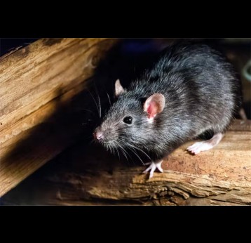 The black rat, or ship rat, was thought to have helped transmit the Black Death. Credit: Shutterstock / Carlos Aranguiz