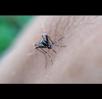 Closeup of a mosquito. Credit: Kundan kumar on Pixahive
