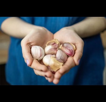 Garlic. Credit: Gino Gallucci/Shutterstock