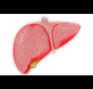 Illustration of a liver. Credit: VSRao from Pixabay