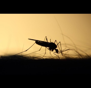 A mosquito feeding. Credit: Pete from Pixabay