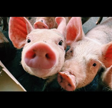 Close up of pigs. Credit: Hayana  Fernanda on Pexels