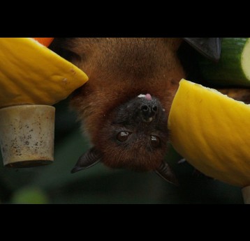 Bats that are kept for food consumption could be one explanation for the outbreaks. Credit: Miriam Fisher on Pexels