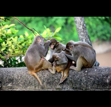 A family of monkeys. Credit: Rajesh S  Balouria on Pexels