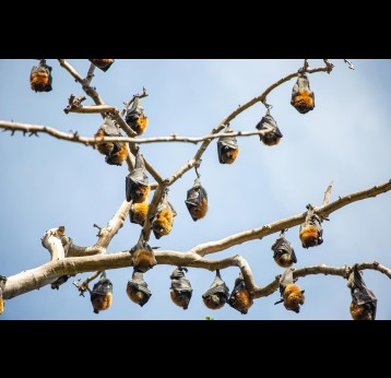 Bats hanging from tree branches. Credit: Will Mu on Pexels