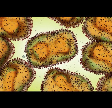 Virus de la variole simienne, l’un des orthopoxvirus humains, gros plan de l’agent pathogène (rendu microbiologique en 3D) 