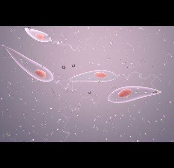 Leishmania parasites, 3D illustration.