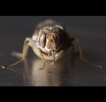 Researchers at Yale University have identified a new tsetse fly pheromone, methyl palmitoleate (MPO), which attracts male tsetse flies and causes them to freeze in place. Image: Unsplash