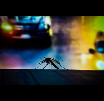 The aedes aegypti mosquito spreads the dengue virus. Credit: Yogesh on Pixahive