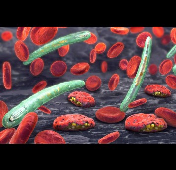 Illustration 3d du plasmodium, le parasite responsable du paludisme 