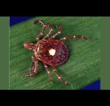 Lone star tick. Credit: James GathanyContent Providers(s): CDC/ Michael L. Levin, Ph. D. - This media comes from the Centers for Disease Control and Prevention's Public Health Image Library (PHIL), with identification number #4407.