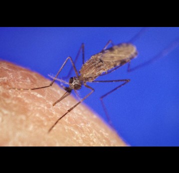 Anopheles gambiae mosquito. Credit: James D. Gathany - The Public Health Image Library , ID#444, Public Domain