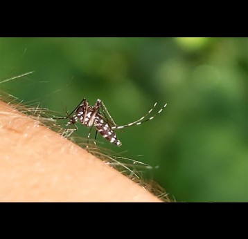  Aedes albopictus, sous espèces du moustique Aedes, peut provoquer le chikungunya, la dengue et zika. Crédit image: Cecil Smith 