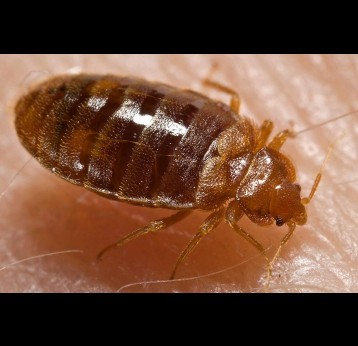 Bed bug nymph. Credit: CDC/ Harvard University, Dr. Gary Alpert; Dr. Harold Harlan; Richard Pollack. Photo Credit: Piotr Naskrecki