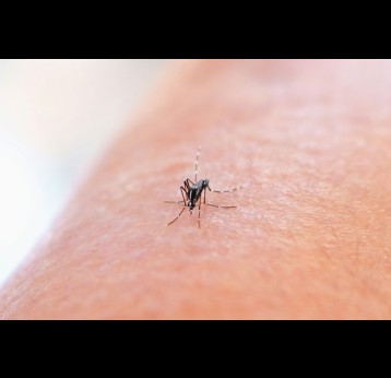 Aedes Mosquito Bite by an Aedes mosquito. This species can transmit multiple diseases. Credit: NIAID