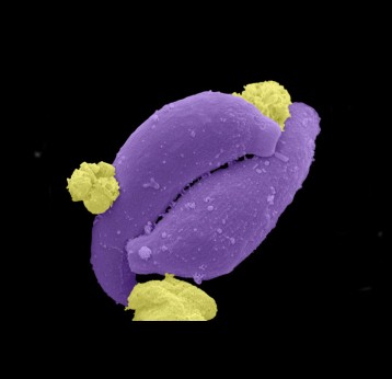 False-coloured scanning electron micrograph of two Plasmodium ookinetes (purple), each parasite measuring 12 micrometres. This represents one stage in the malaria parasite life cycle. Plasmodium is a parasitic protozoa that causes malaria. Copyright: Leandro Lemgruber, University of Glasgow. (CC BY 4.0).