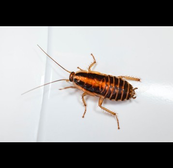 A cockroach. Credit: Erik Karits on Unsplash